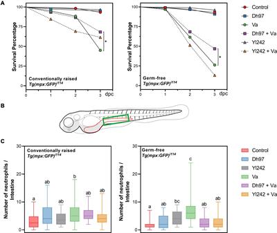 Probiotic Yeasts and Vibrio anguillarum Infection Modify the Microbiome of Zebrafish Larvae